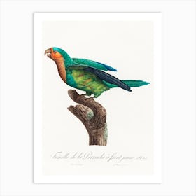 The Yellow Crowned Parakeet From Natural History Of Parrots, Francois Levaillant Art Print