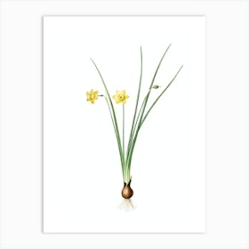 Vintage Daffodil Botanical Illustration on Pure White n.0454 Art Print