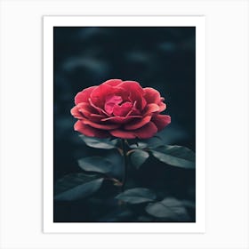 Dark Rose 165 Art Print