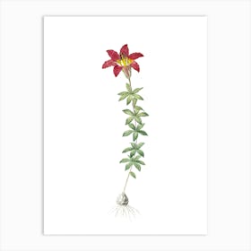 Vintage Wood Lily Botanical Illustration on Pure White n.0203 Art Print