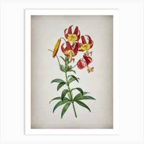 Vintage Turban Lily Botanical on Parchment n.0712 Art Print