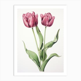 Tulips Flower Vintage Botanical 1 Art Print