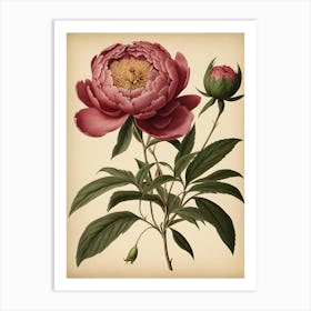 Peony Art Print