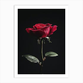 Red Rose On Black Background 7 Art Print