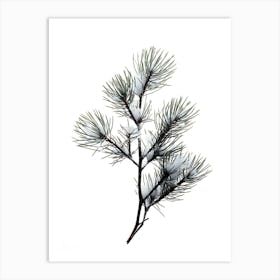 Pine Branch Covered in Snow 1 Art Print