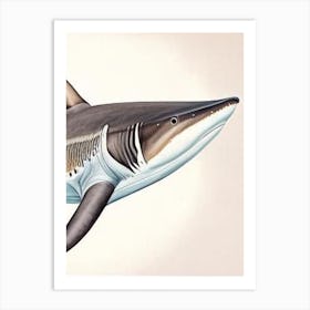Broadnose Sevengill Shark 2 Vintage Art Print
