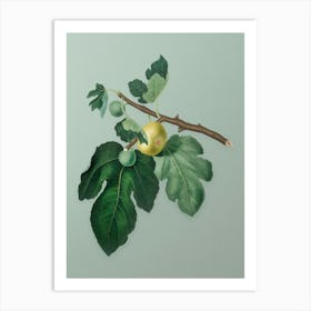 Vintage Fig Botanical Art on Mint Green n.0299 Art Print