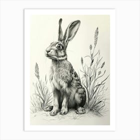 Polish Rex Rabbit Drawing 3 Art Print