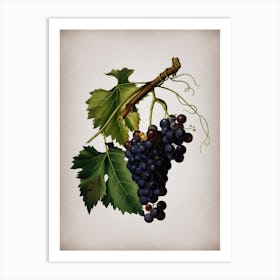 Aafog Vintage Black Grape Botanical On Parchment Art Print