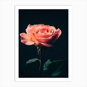 Pink Rose On Black Background 33 Art Print