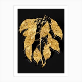 Vintage Camphor Tree Botanical in Gold on Black n.0117 Art Print