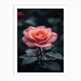 Pink Rose 64 Art Print