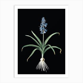 Vintage Scilla Patula Botanical Illustration on Solid Black n.0506 Art Print