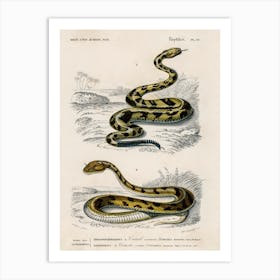 Rattlesnake (Crotale) And Saharan Horned Viper (Cerastes), Charles Dessalines D' Orbigny Art Print