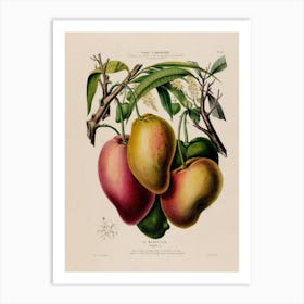 Mangoes Art Print