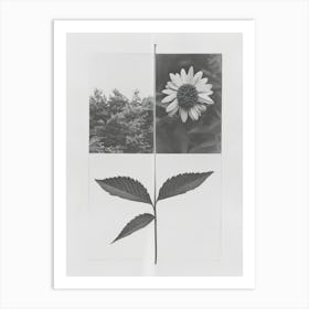 Marigold Flower Photo Collage 1 Art Print