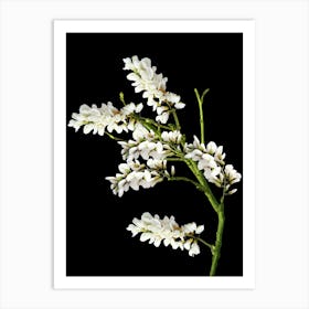 White Flowers On A Branch 1 Art Print