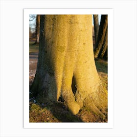 Tree trunk in the evening light 4 Art Print