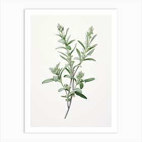 Wingter Savory Vintage Botanical Herbs 1 Art Print