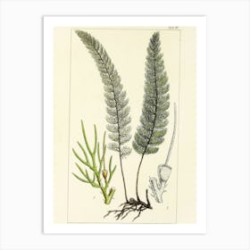 Ferns Art Print