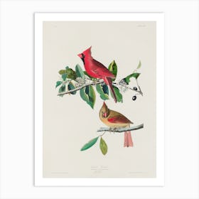 Cardinal, John James Audubon Art Print