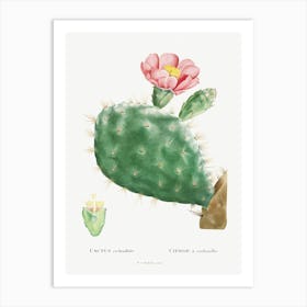 Cactus Cochenillifer, Pierre Joseph Redoute Art Print