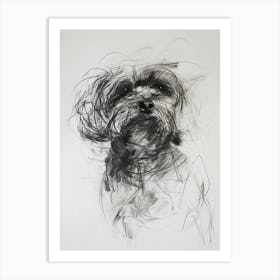 Havanese Dog Charcoal Line 1 Art Print