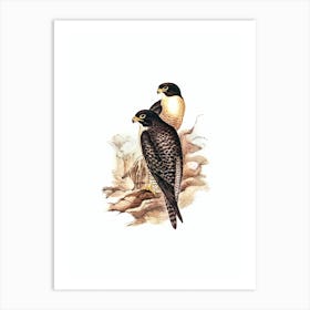 Vintage Black Cheeked Falcon Bird Illustration on Pure White n.0058 Art Print