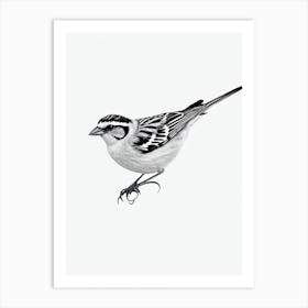 Sparrow B&W Pencil Drawing 2 Bird Art Print