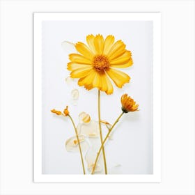 Pressed Flower Botanical Art Calendula 2 Art Print