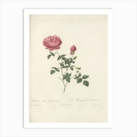 Rose Illustration, Pierre Joseph Redoute (70) Art Print