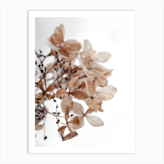 White winter flowers in the snow print by Studio Nahili