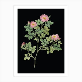 Vintage Rose Corymb Botanical Illustration on Solid Black n.0648 Art Print