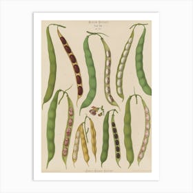 Peas drawing Art Print