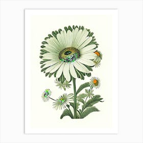 Oxeye Daisy 3 Floral Botanical Vintage Poster Flower Art Print