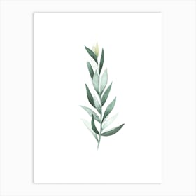 Eucalyptus II Art Print