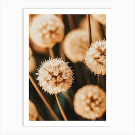 Allium 1 Art Print