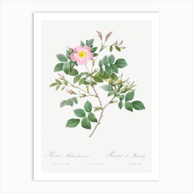 Malmedy Rose, Pierre Joseph Redoute Art Print