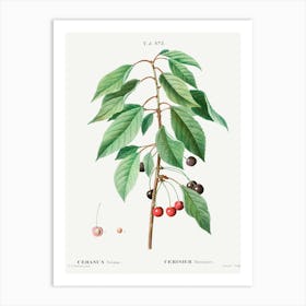 Wild Cherry, Pierre Joseph Redoute Art Print