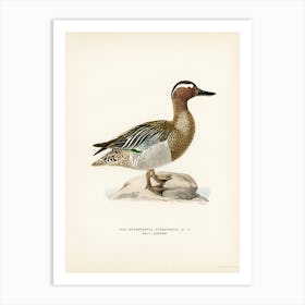 Garganey Male (Anas Querquedula), The Von Wright Brothers Art Print