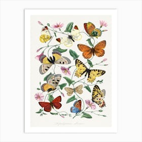 Vintage Butterfly & Moth Painting Art Print