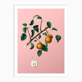 Vintage Seckel Pear Botanical on Soft Pink Art Print