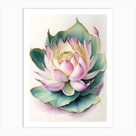 Sacred Lotus Watercolour Ink Pencil 2 Art Print