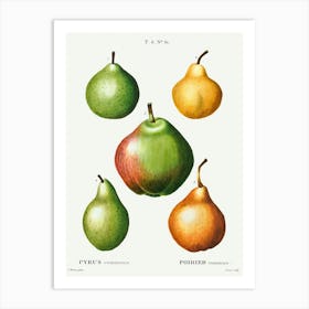 Pear, Pyrus Communis, Pierre Joseph Redoute Art Print