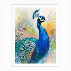 Peacock Sketch Portrait 3 Art Print