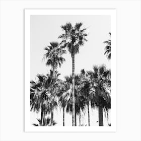 Palm Trees In Black And White Art Print
