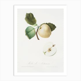 Astracan Apple (Malus Astracanensis) From Pomona Italiana (1817 - 1839), Giorgio Gallesio Art Print