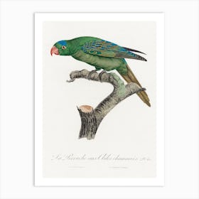 The Blue Naped Parrot From Natural History Of Parrots, Francois Levaillant Art Print
