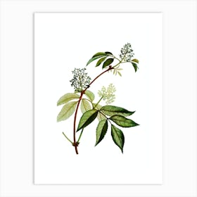 Vintage Red Elderberry Botanical Illustration on Pure White Art Print
