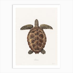 Tortoise (1789), James Heath Art Print